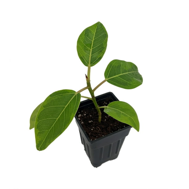 2.5 Pot Ficus altissima Golden Gem Rubber Tree Plant 2.5 Pot Ficus altissima Golden Gem Rubber Tree Plant